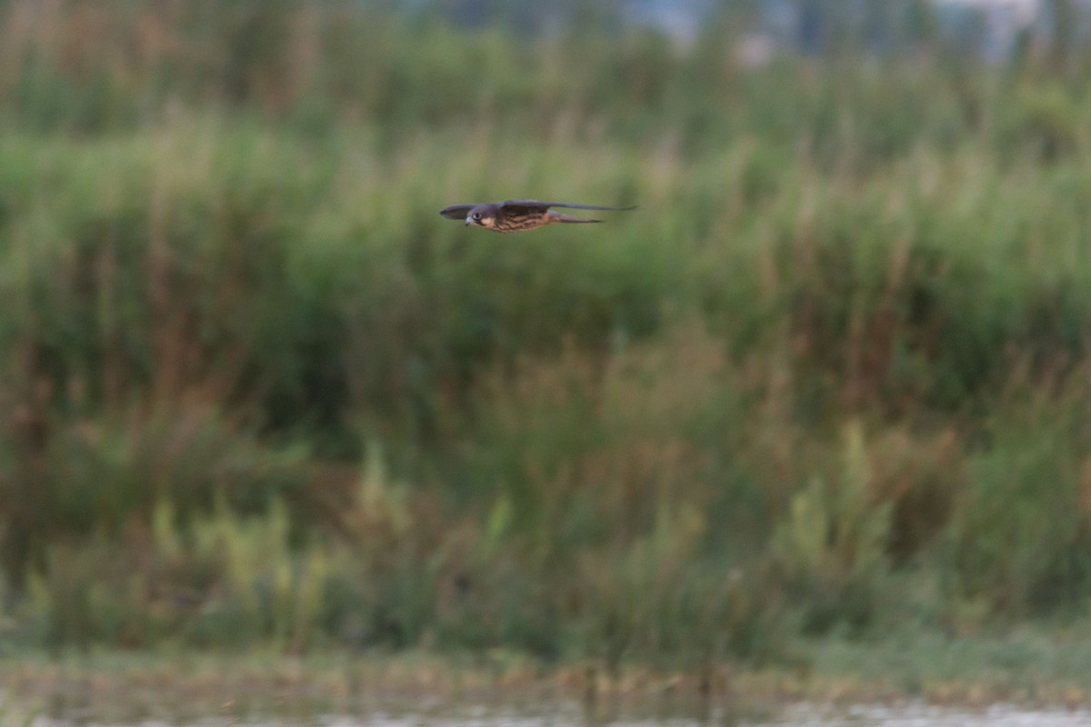 Eleonora's Falcon - ML645787490