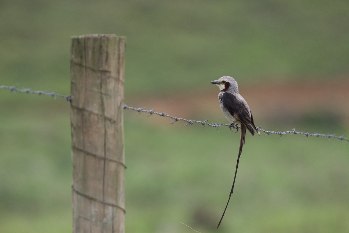 Kehlband-Schleppentyrann - ML645787493