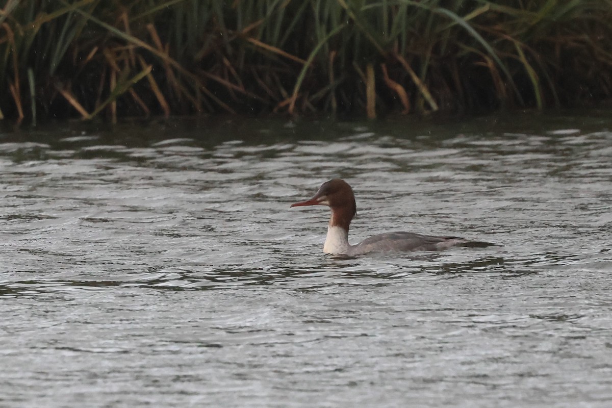 Common Merganser - ML645787501