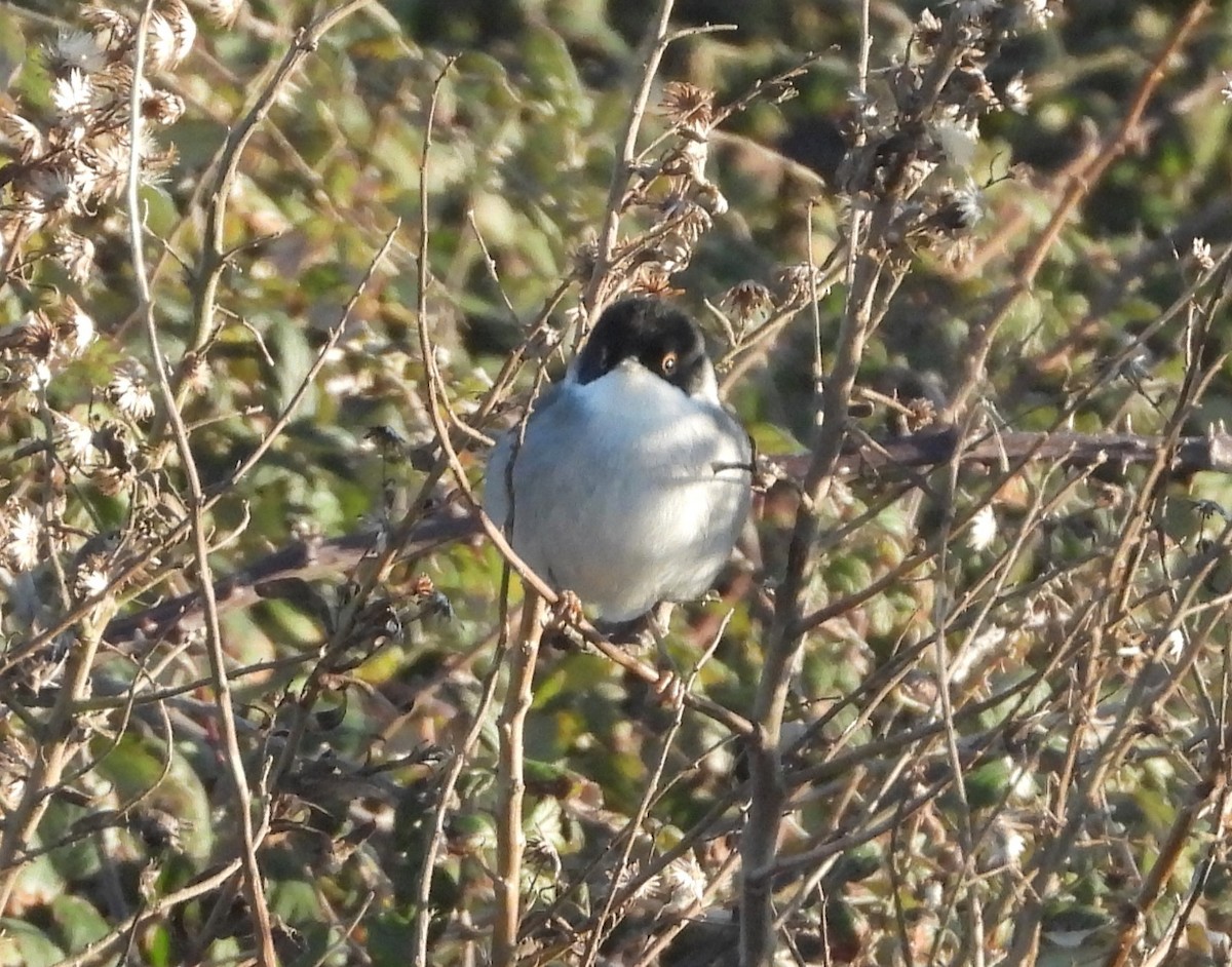 Txinbo burubeltza - ML645787516