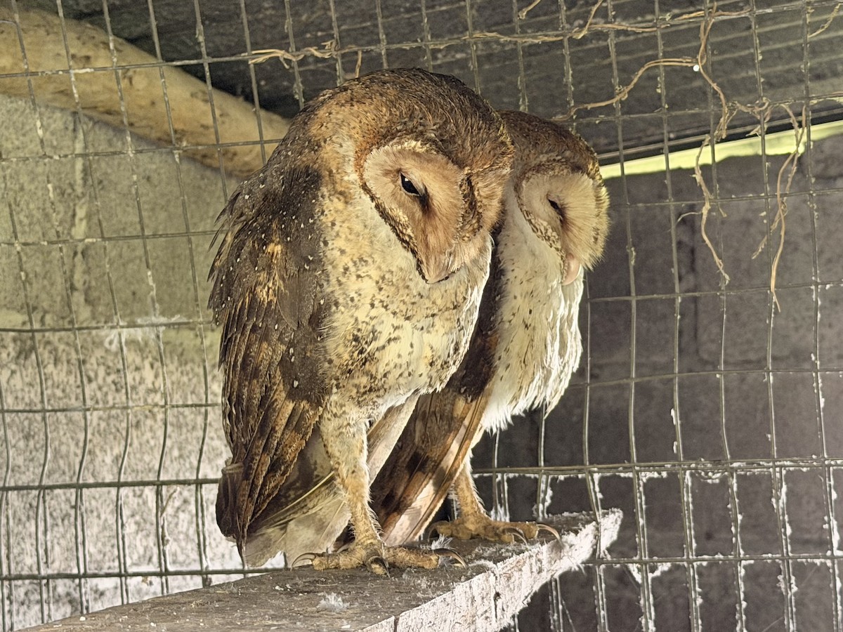 sova americká (ssp. punctatissima) - ML645787519