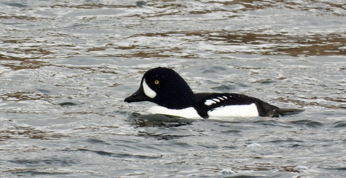 Murgilari islandiarra - ML645787522