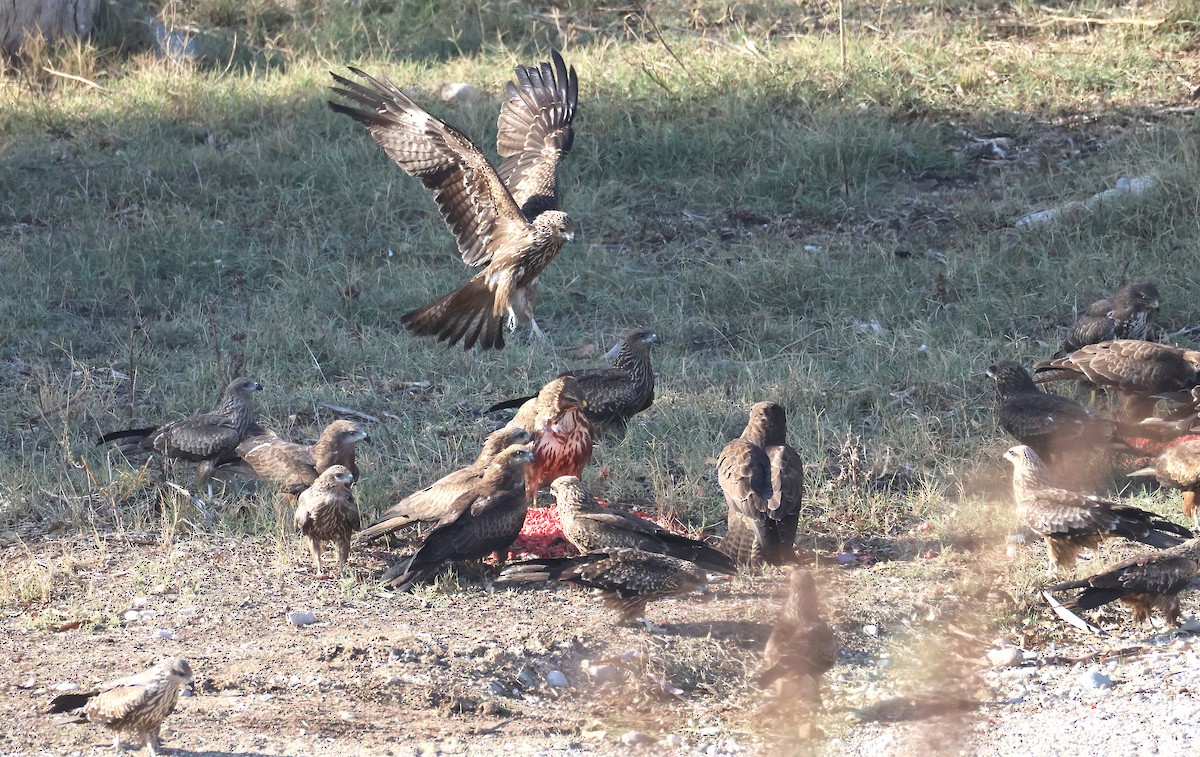 Black Kite - ML645787531
