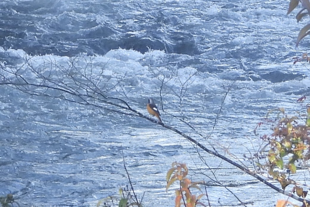 חכלילית סיבירית - ML645787535