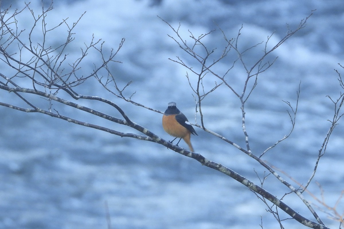 חכלילית סיבירית - ML645787536