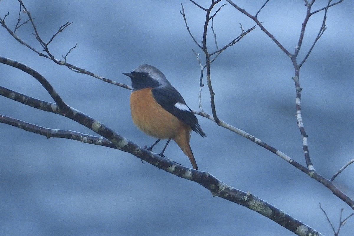 חכלילית סיבירית - ML645787537