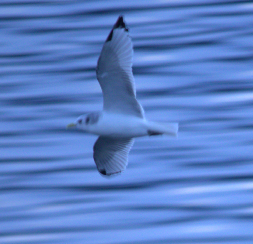 krykkje - ML645787561