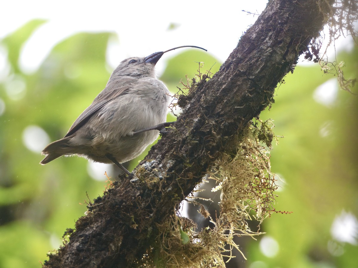 Woodpecker Finch - ML645787574