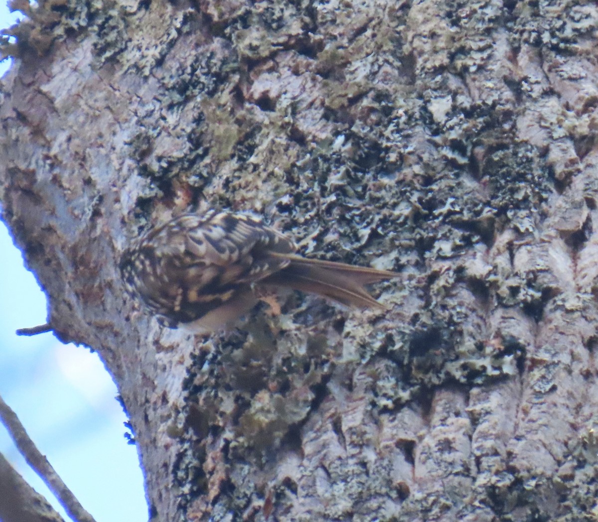 Brown Creeper - ML645787578