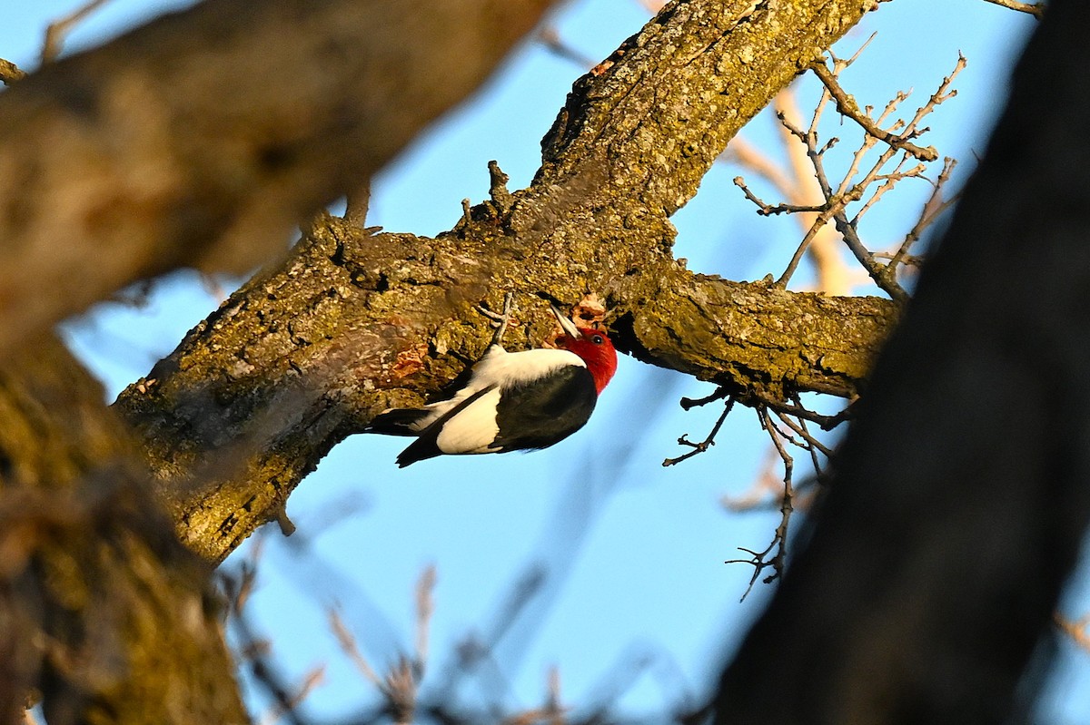 Red-headed Woodpecker - ML645787585