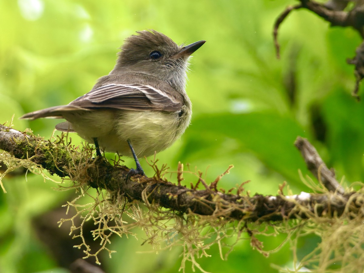 Галапагосский миарх - ML645787587