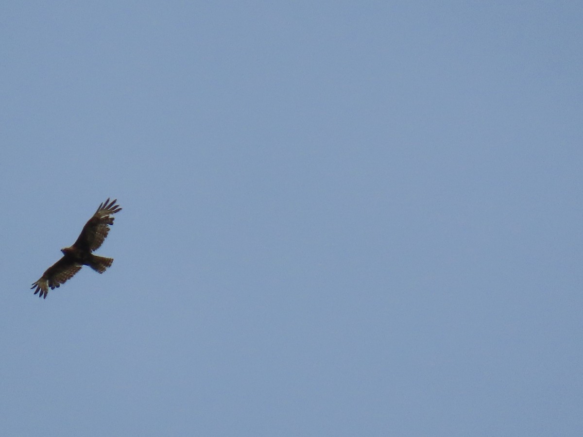 Buteo sp. - ML645787589