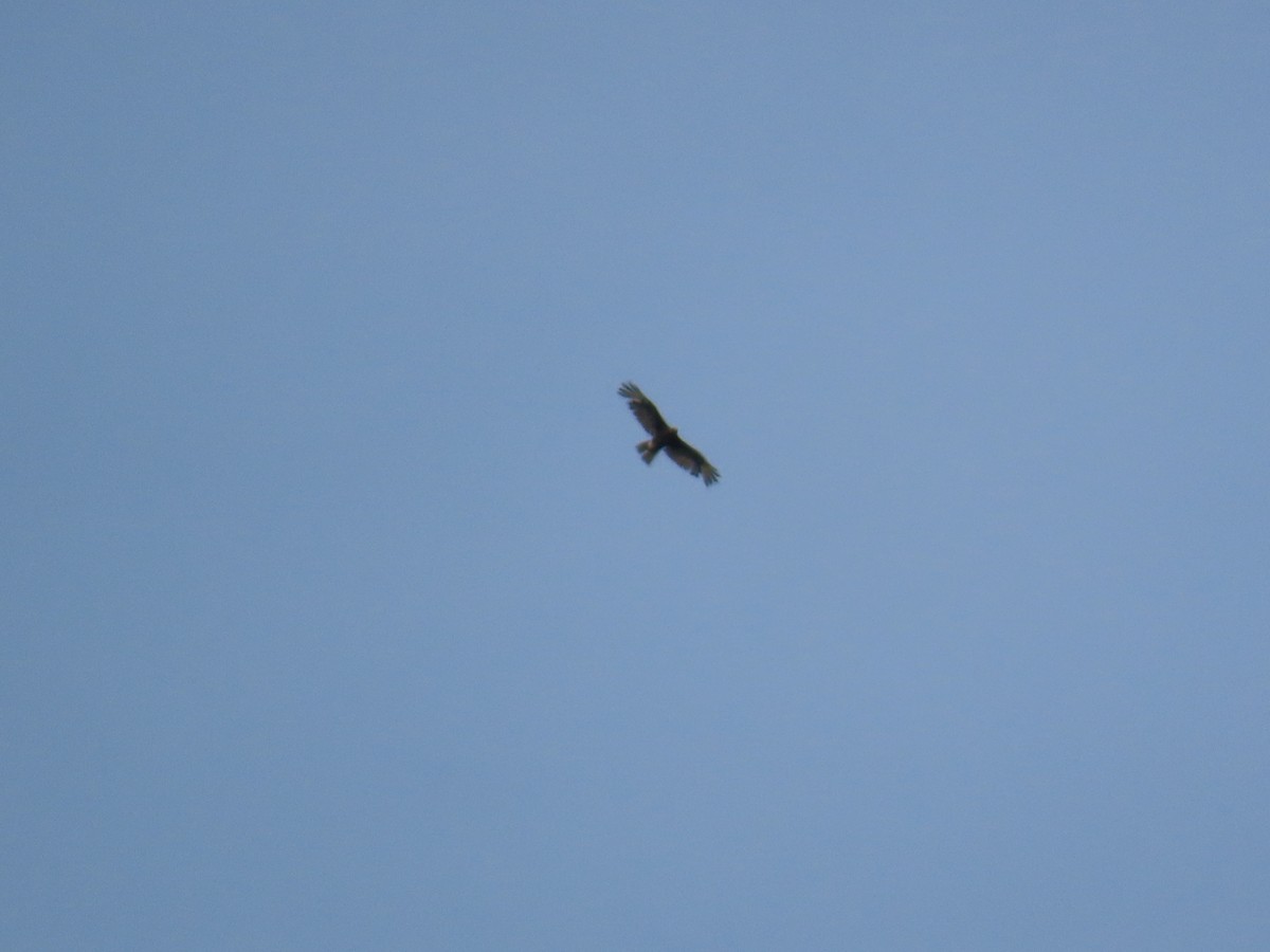 Buteo sp. - ML645787590