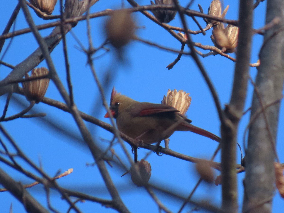 Northern Cardinal (Common) - ML645787603