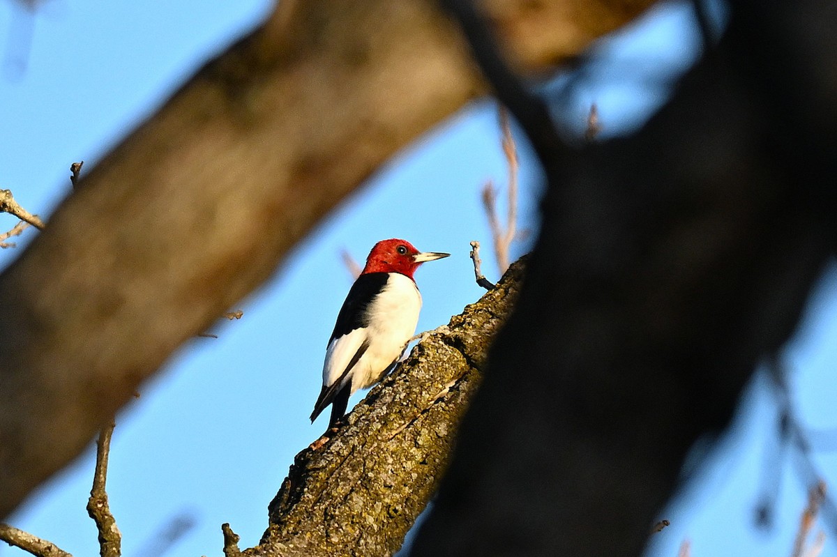 Red-headed Woodpecker - ML645787605