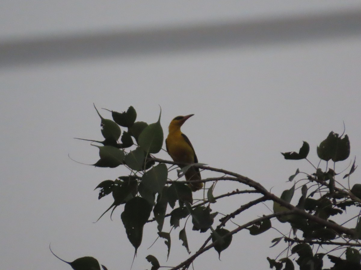 Indian Golden Oriole - ML645787634