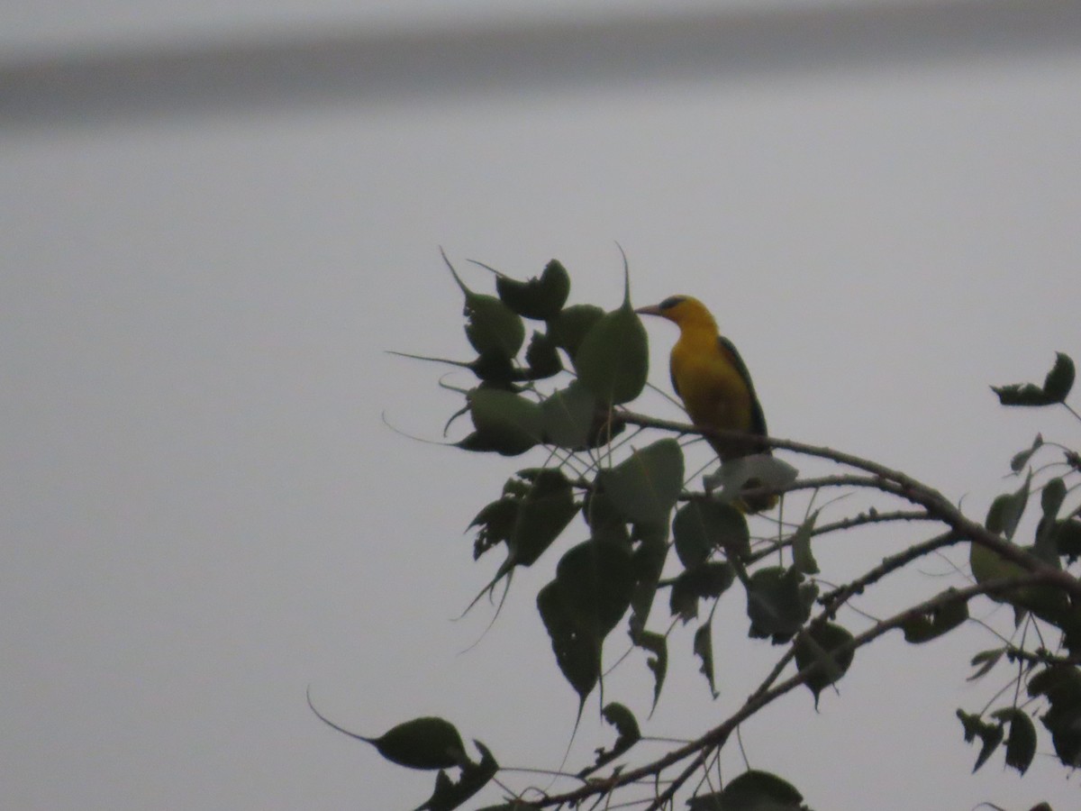 Indian Golden Oriole - ML645787635