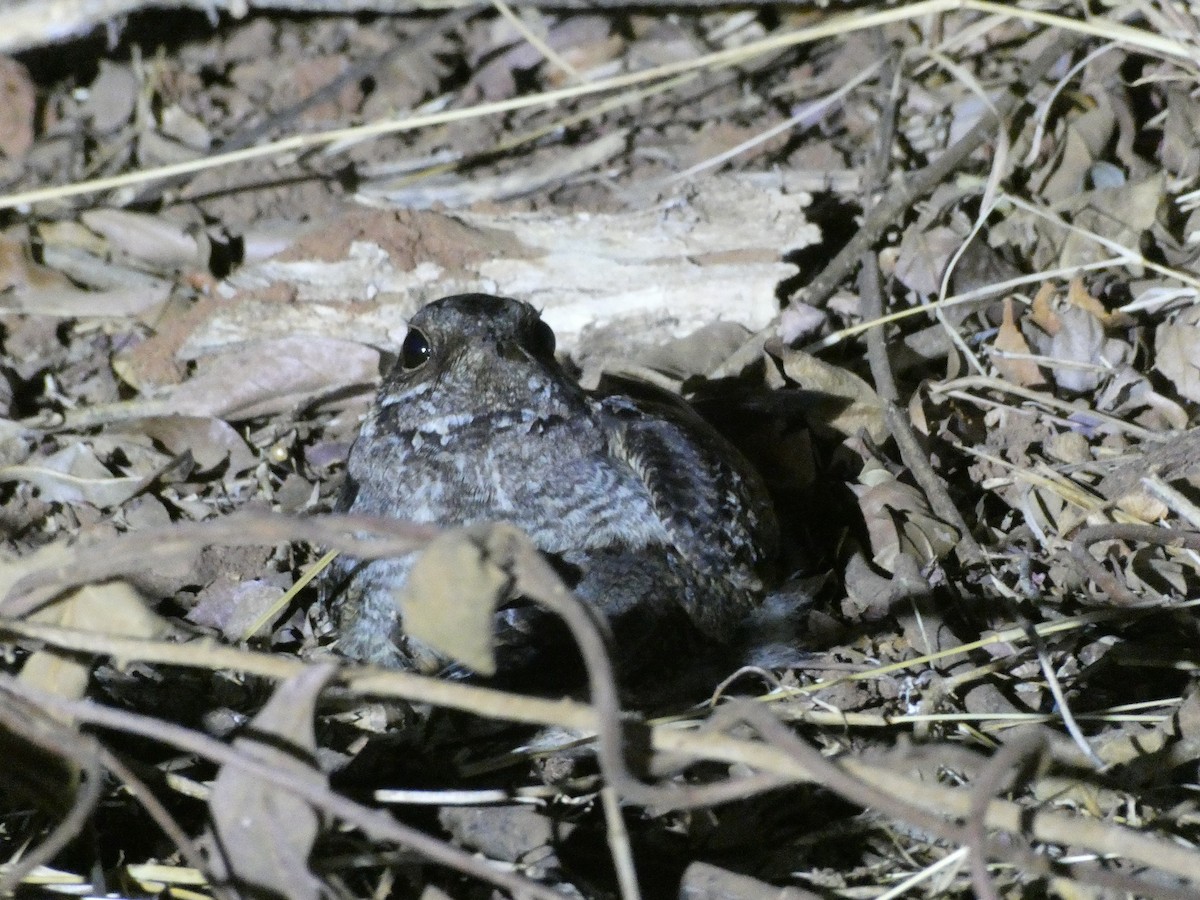 Madagascar Nightjar - ML645787640
