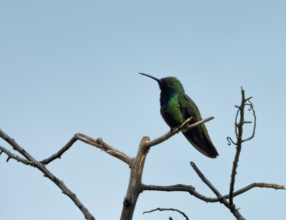 Schwarzbrust-Mangokolibri - ML645787644