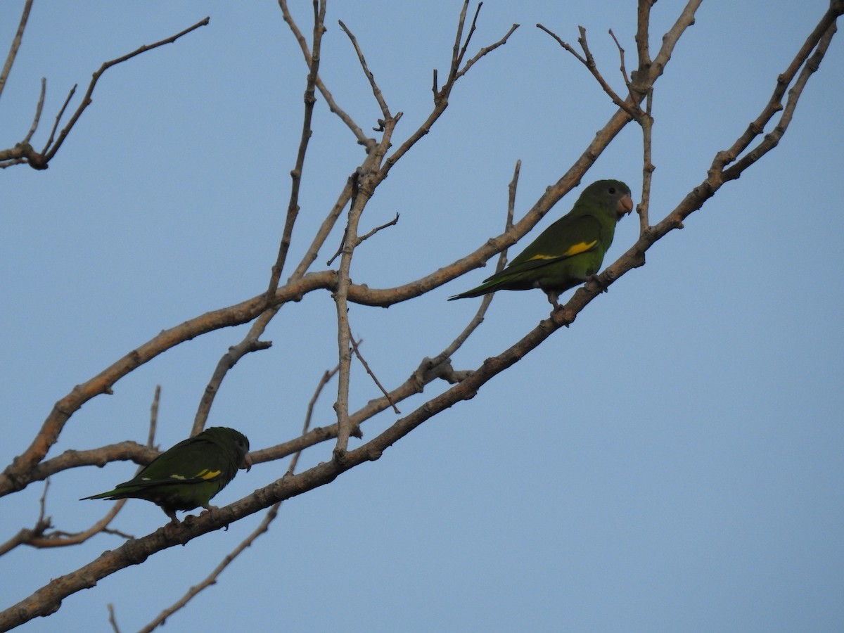 White-winged Parakeet - ML645787651