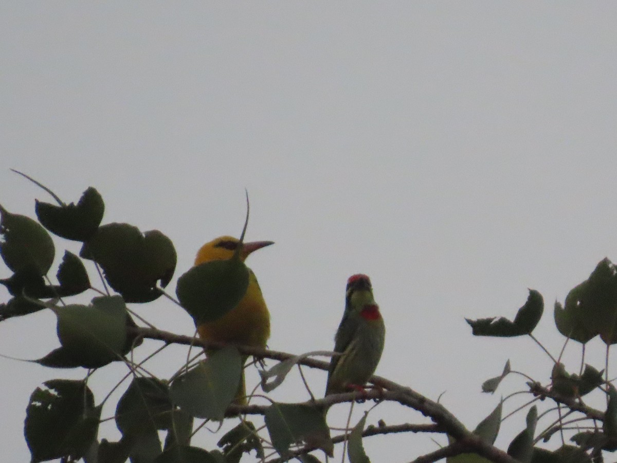 Indian Golden Oriole - ML645787667