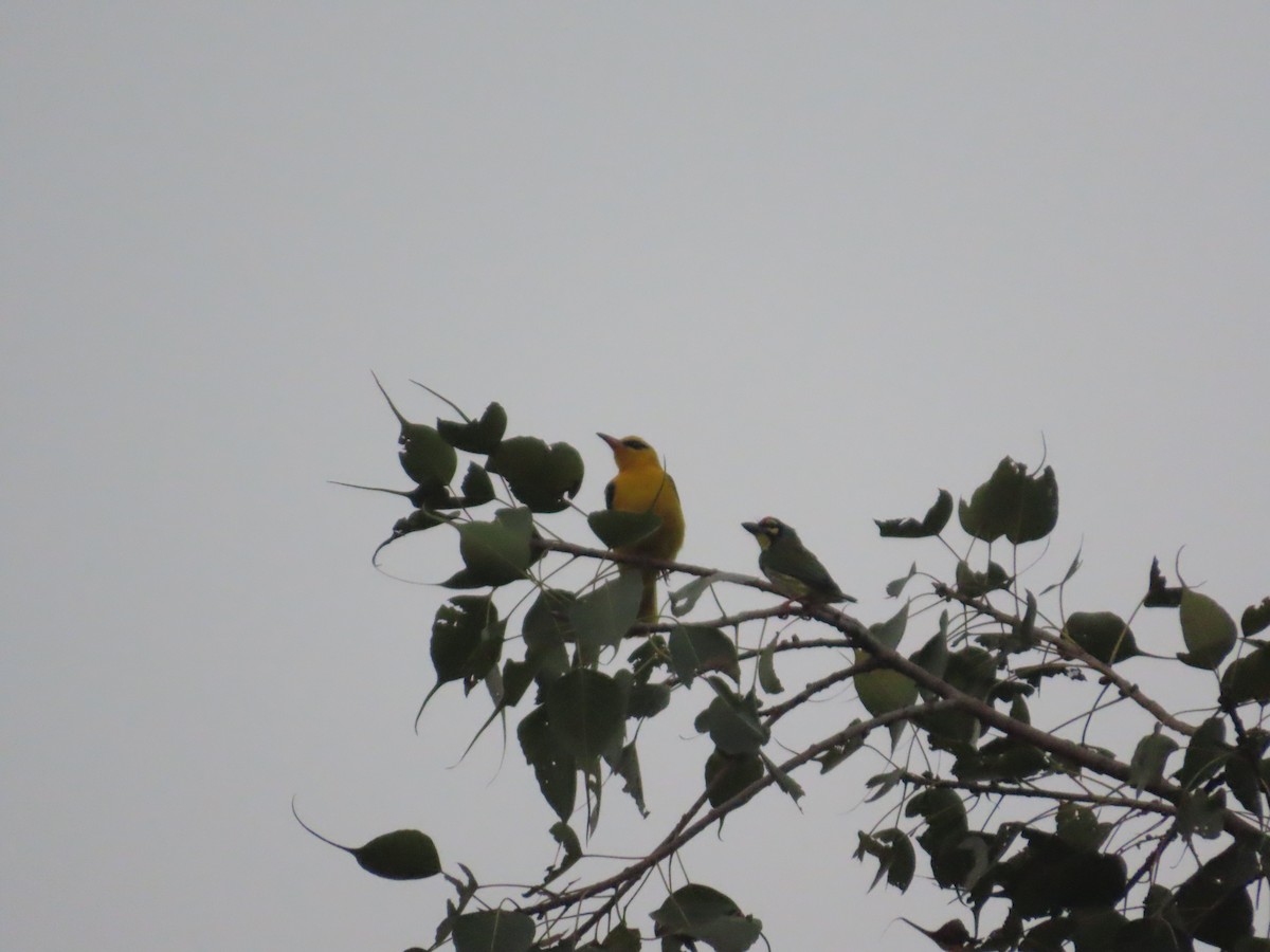 Indian Golden Oriole - ML645787668