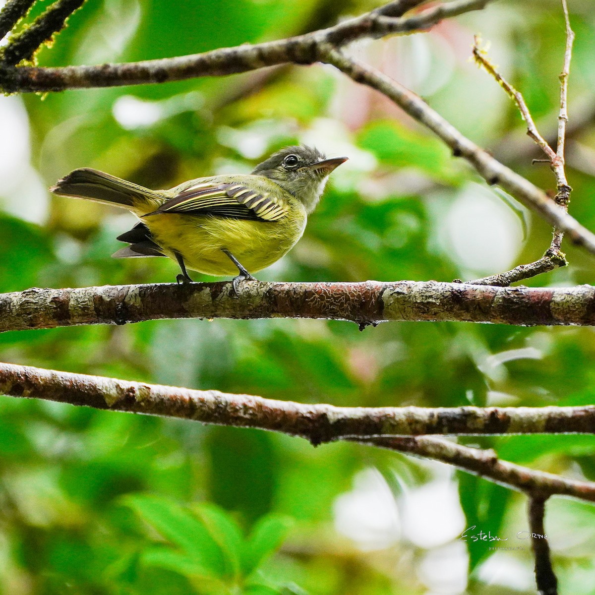 Yellow-winged Flatbill - ML645787683