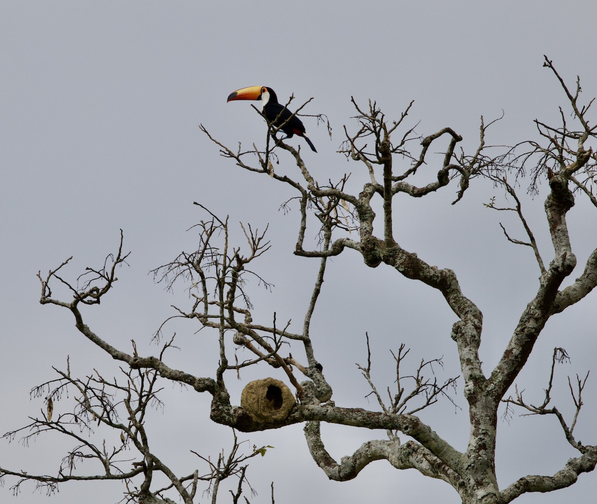 Toco Toucan - ML645787684