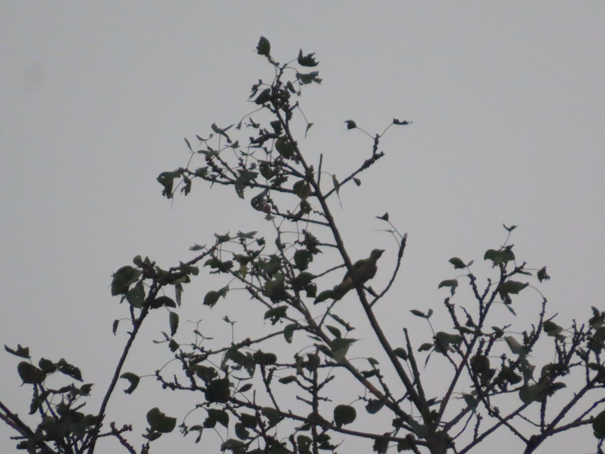 Indian Golden Oriole - ML645787685