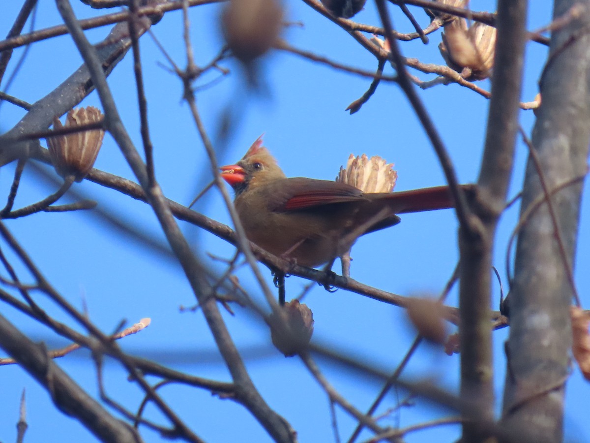 Northern Cardinal (Common) - ML645787686