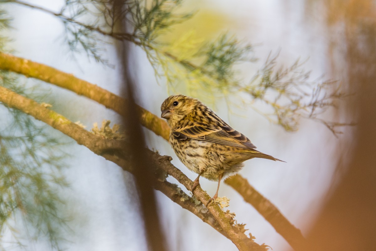 European Serin - ML645787688