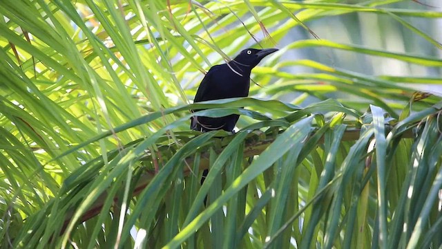 Great-tailed Grackle - ML645787689