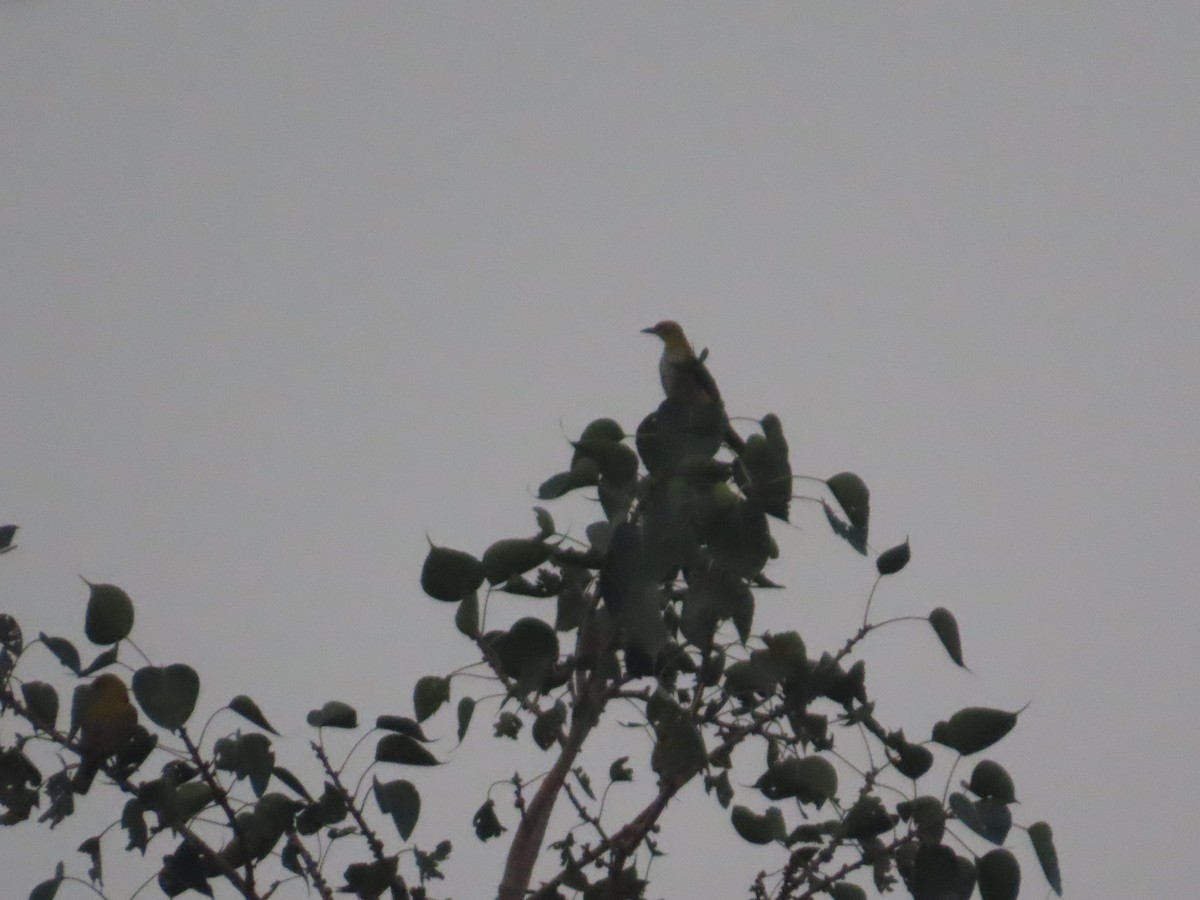 Indian Golden Oriole - ML645787690