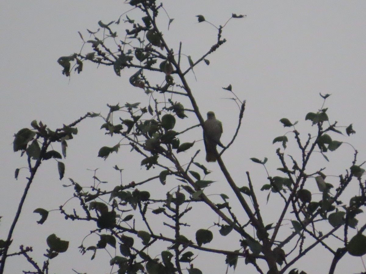 Indian Golden Oriole - ML645787691