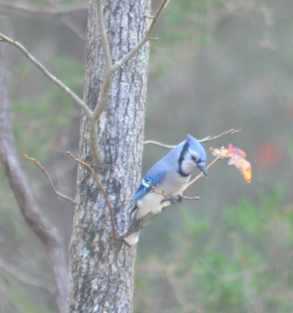 Blue Jay - ML645787719