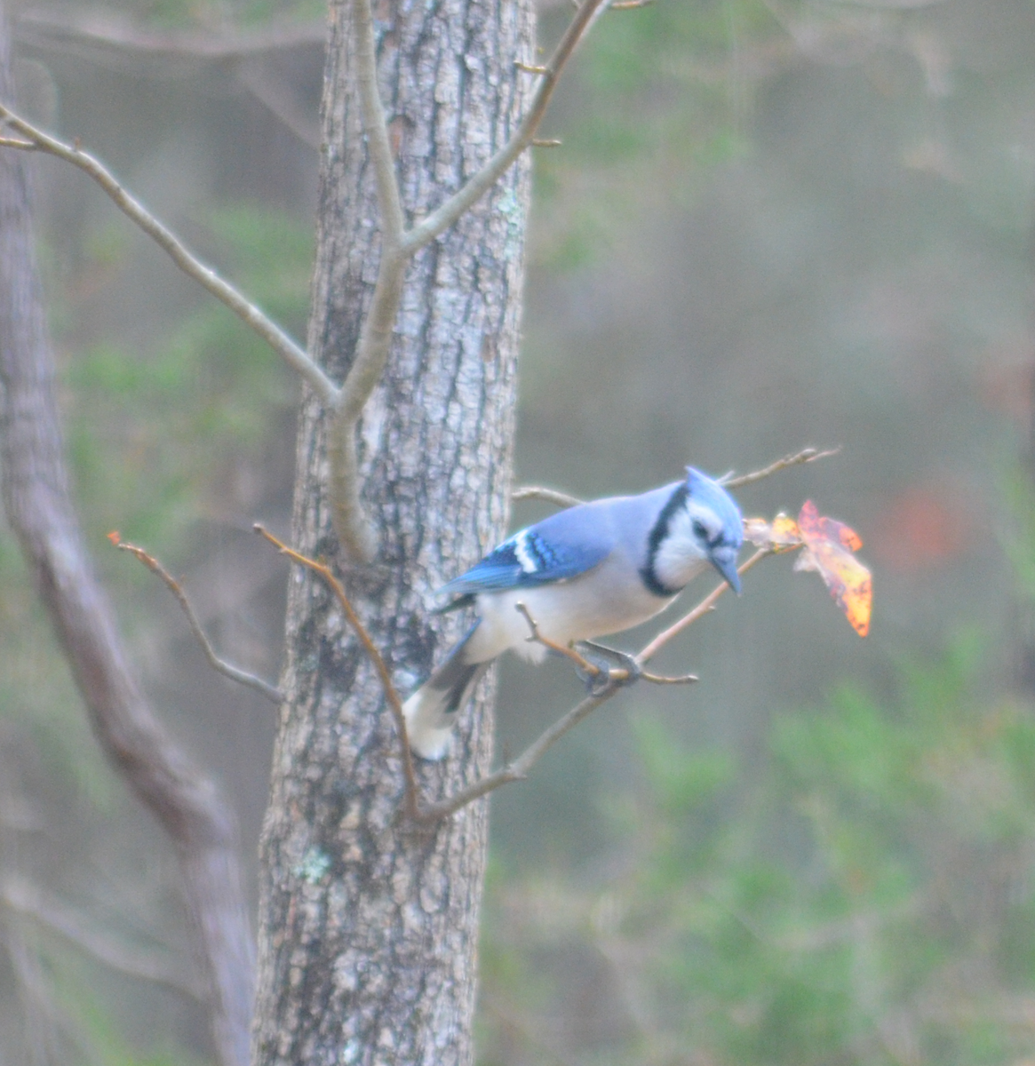 Blue Jay - ML645787720