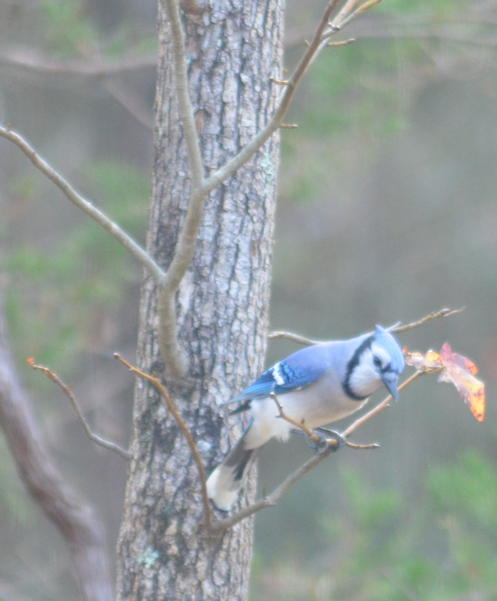 Blue Jay - ML645787721