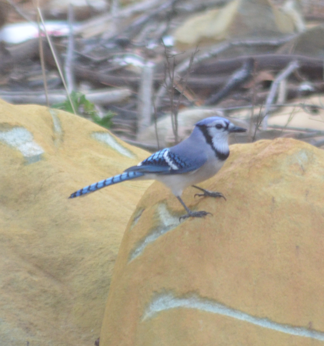 Blue Jay - ML645787722