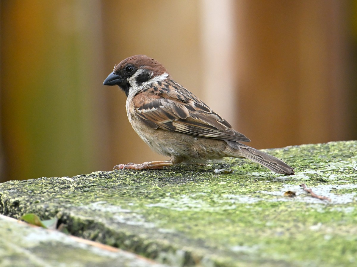 Ağaç Serçesi - ML645787731