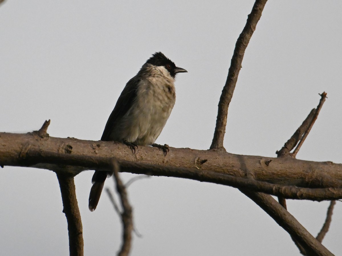 Sooty-headed Bulbul - ML645787736
