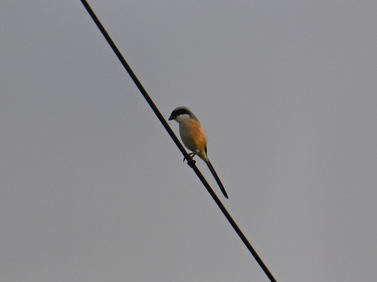Long-tailed Shrike - ML645787745
