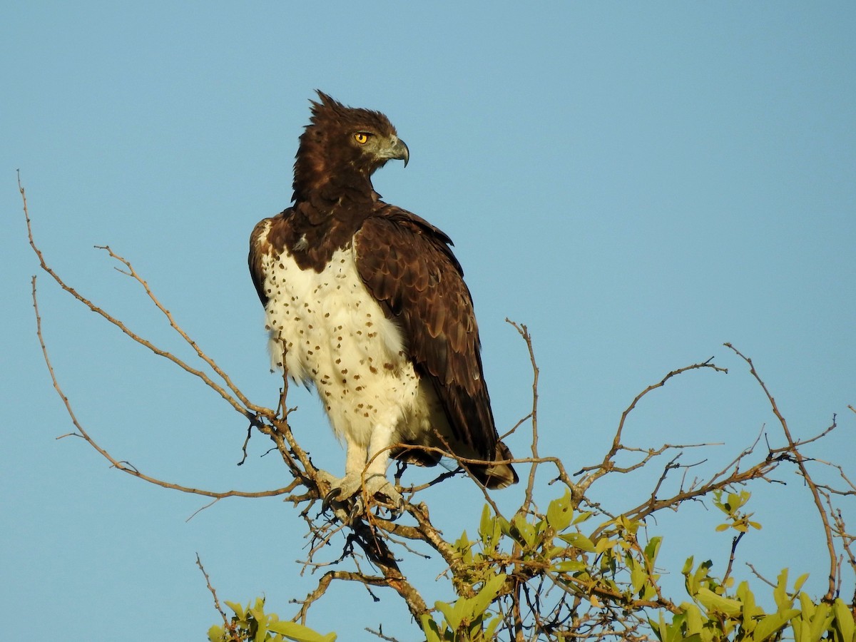 Martial Eagle - ML645787748