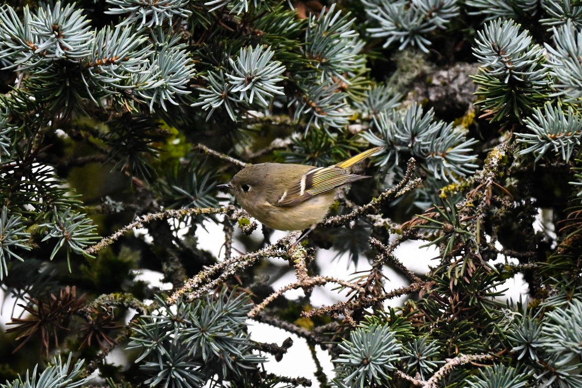 Ruby-crowned Kinglet - ML645787755