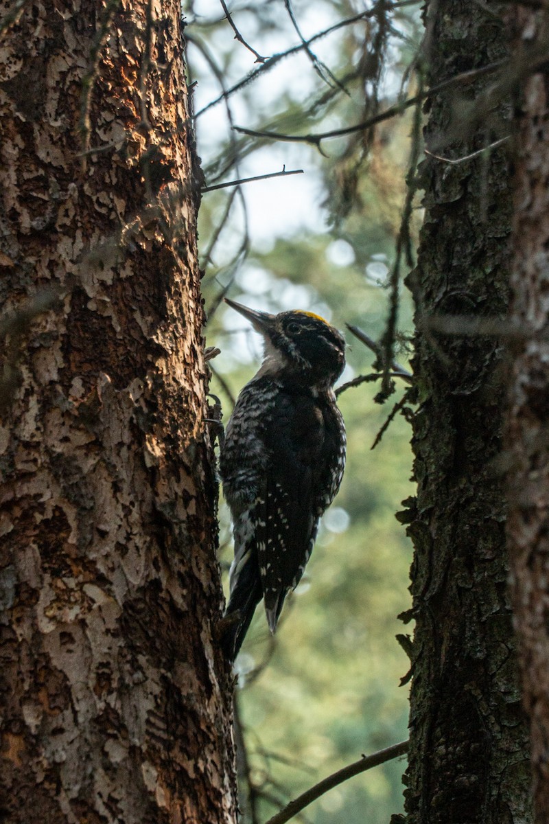 American Three-toed Woodpecker - ML645787759