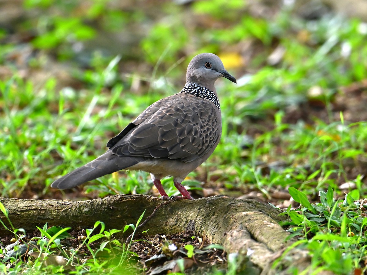 Spotted Dove - ML645787762