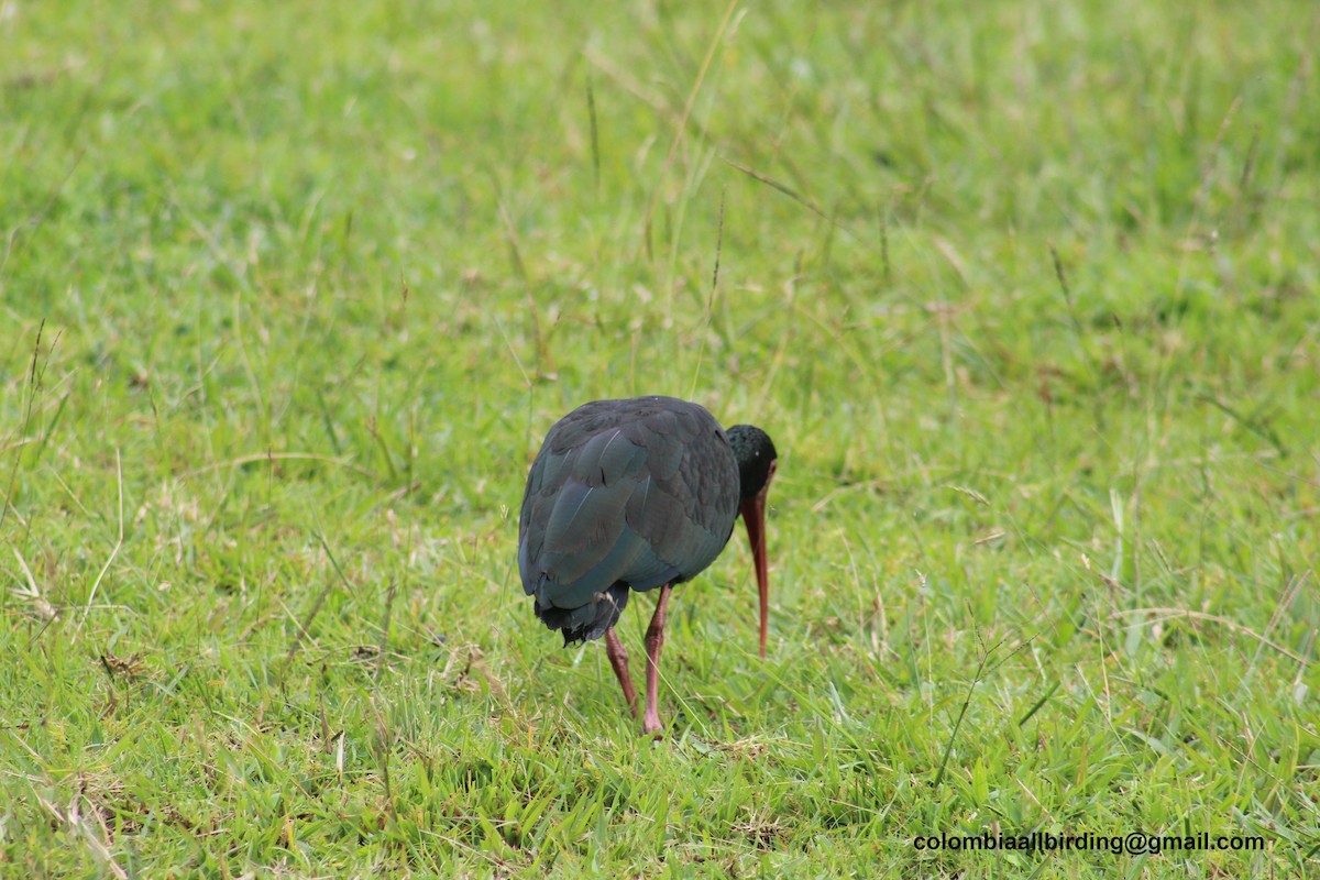 Ibis Afeitado - ML645787764