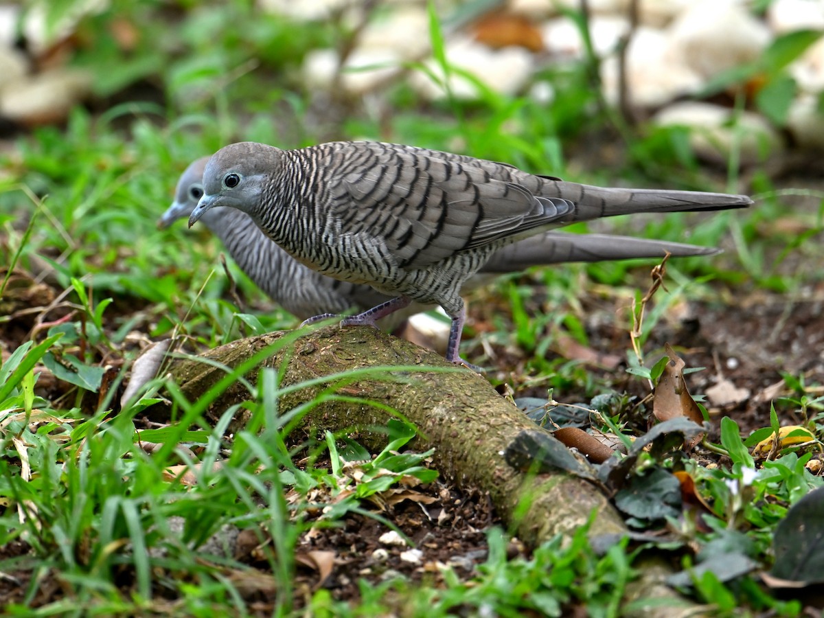 Zebra Dove - ML645787766