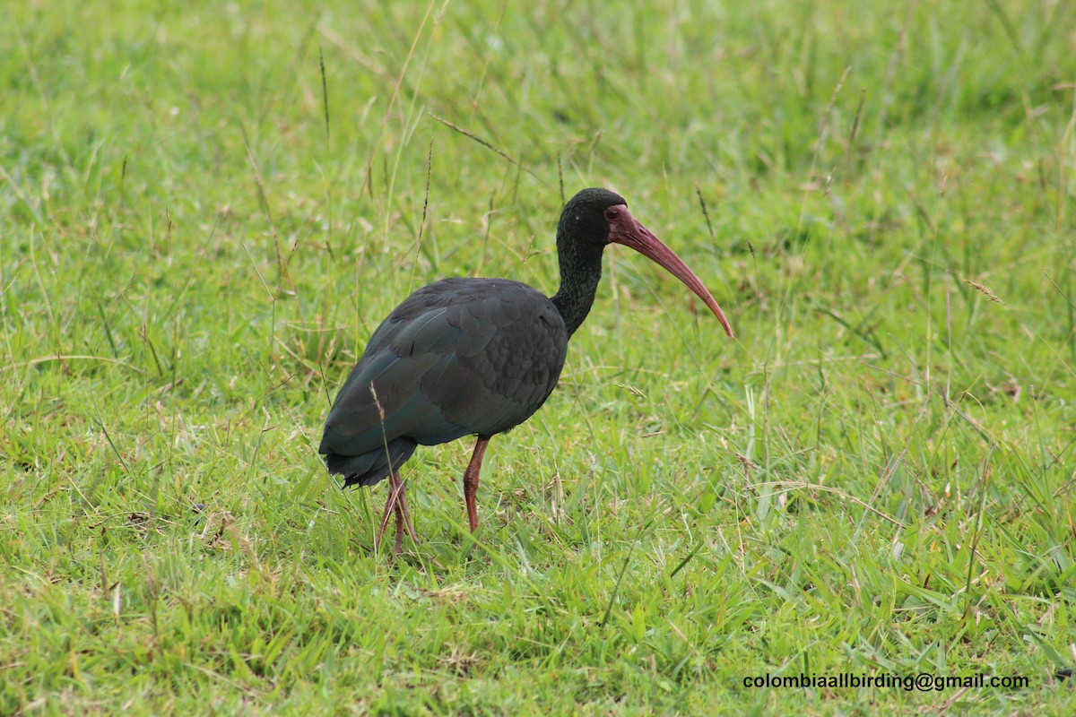 Ibis Afeitado - ML645787771