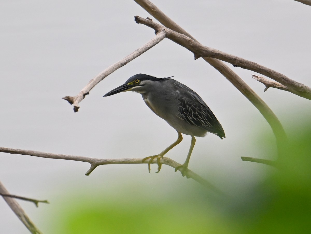 Little Heron - ML645787772