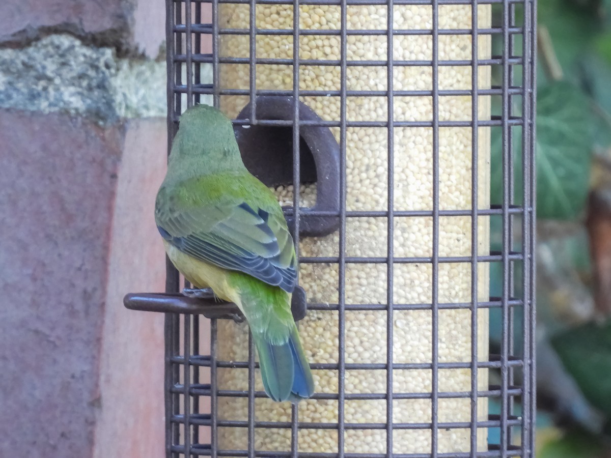 Painted Bunting - ML645787780